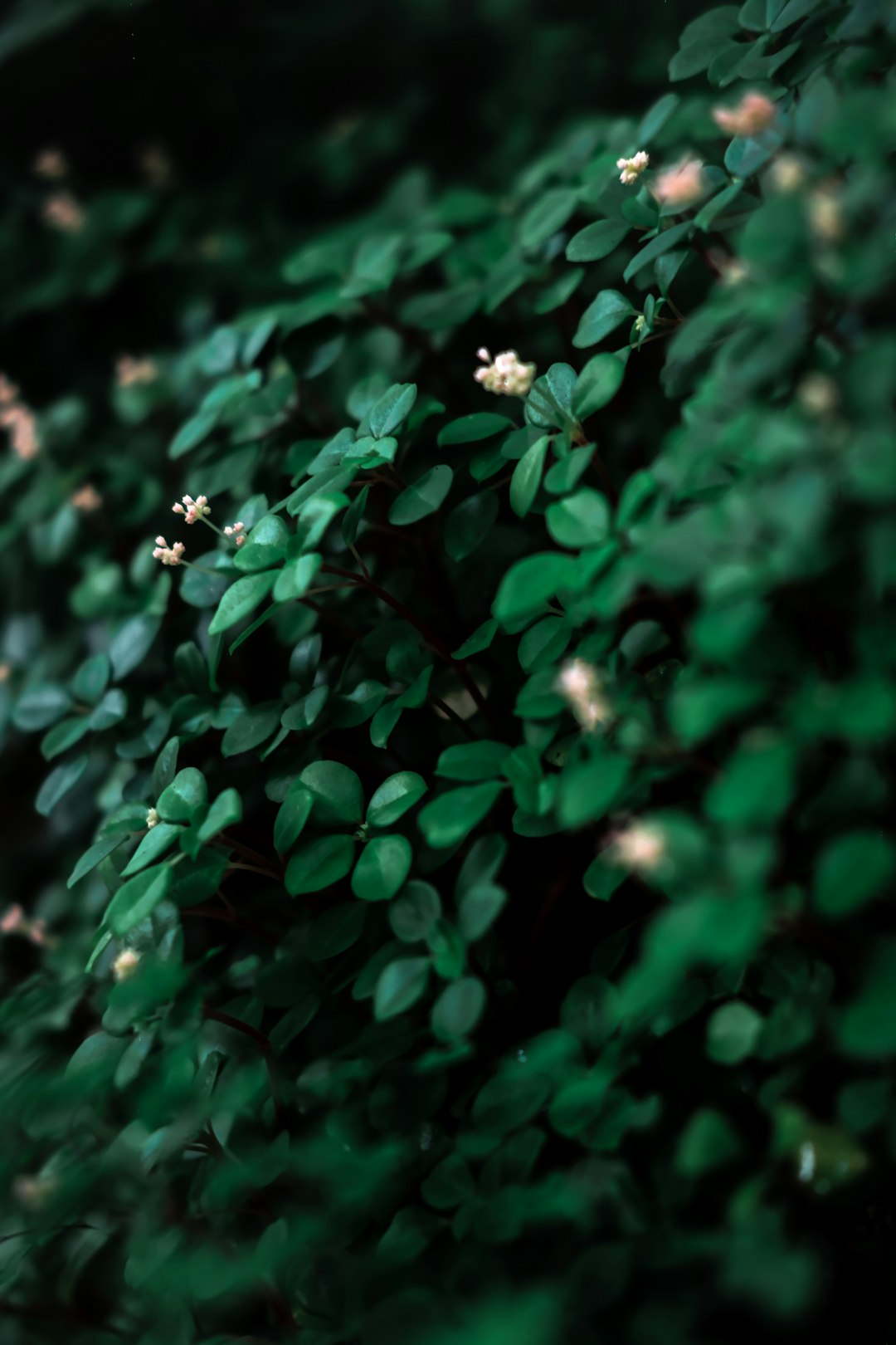 white flowers with green leaves