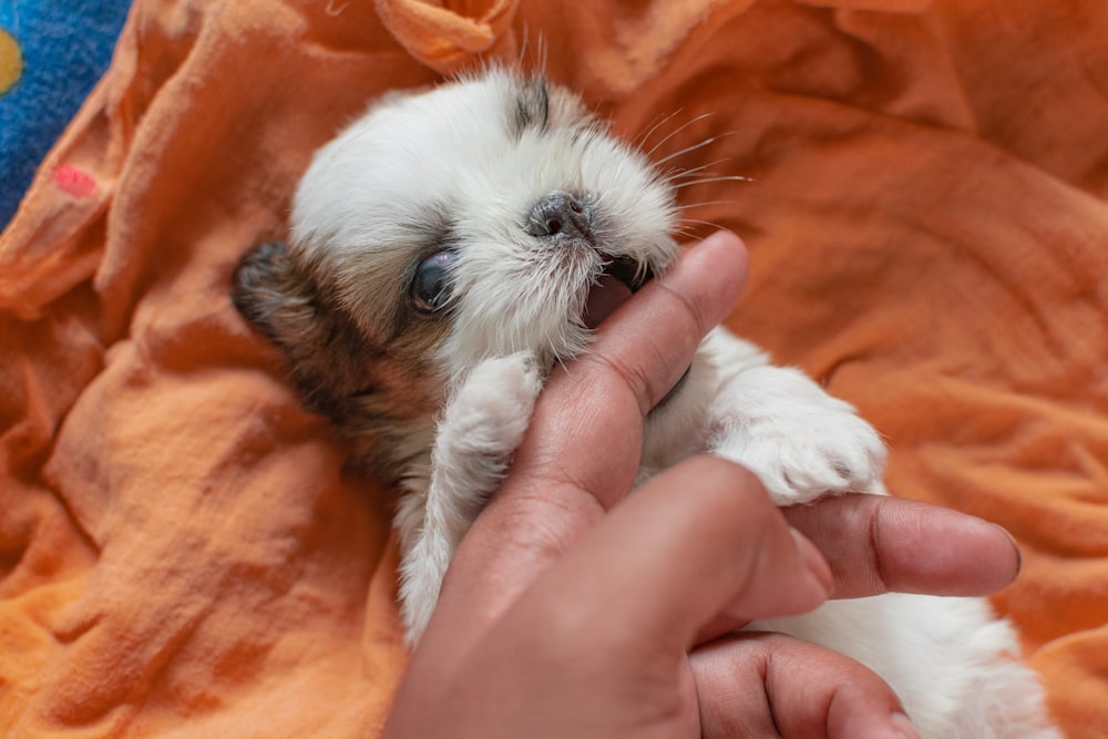 white and brown long haired small dog