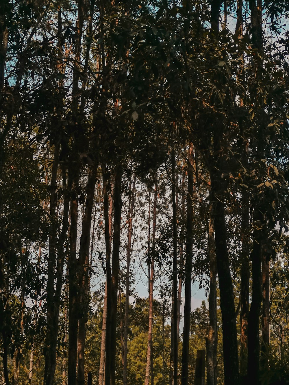 green and brown trees during daytime