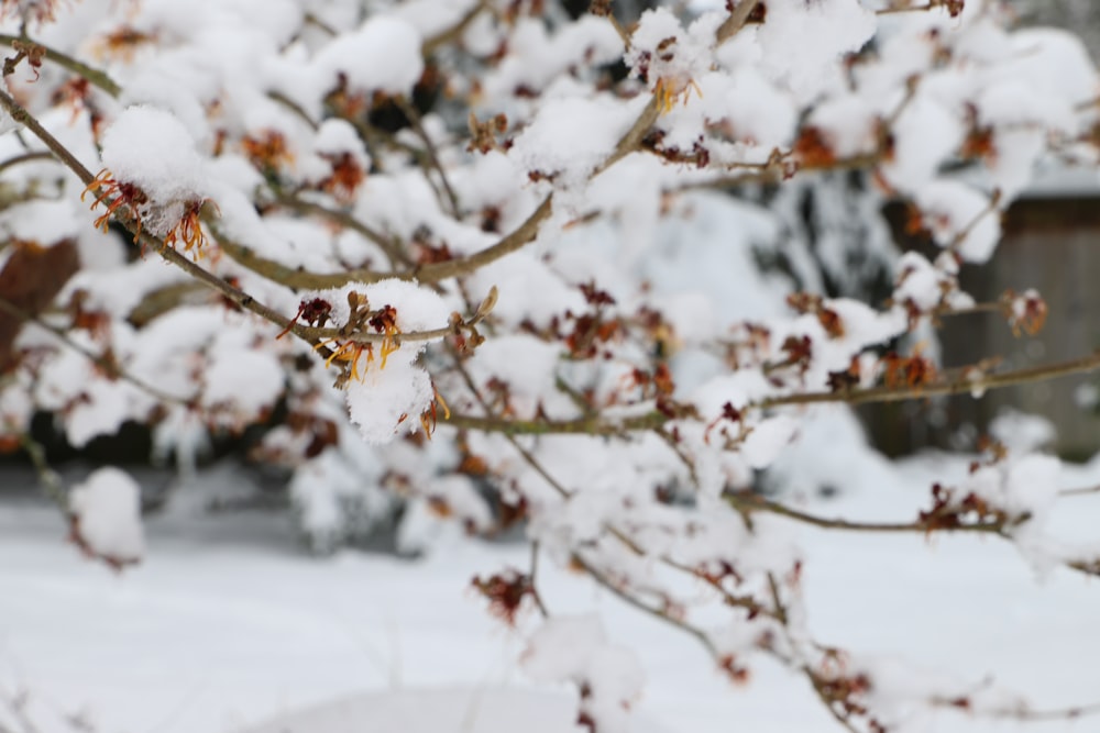 brown tree branch covered with snow