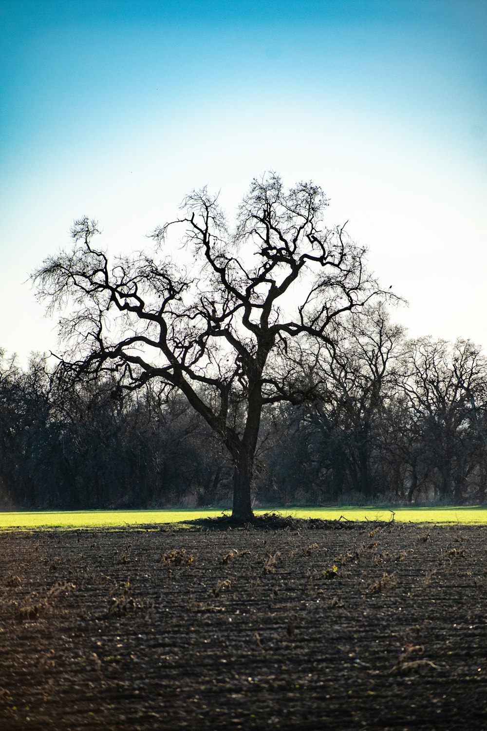 a bare tree stands in a plowed field