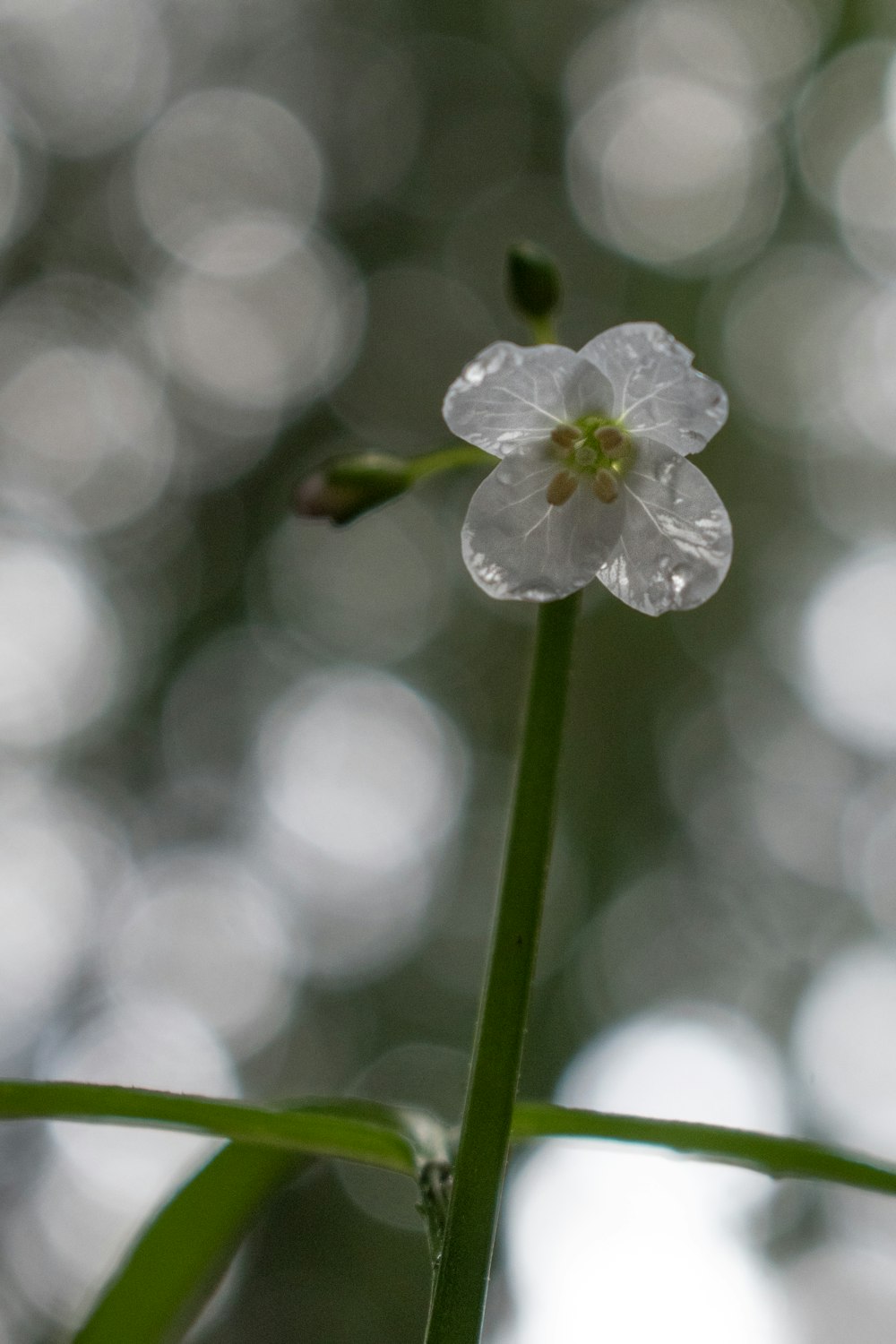 a small white flower sitting on top of a green plant