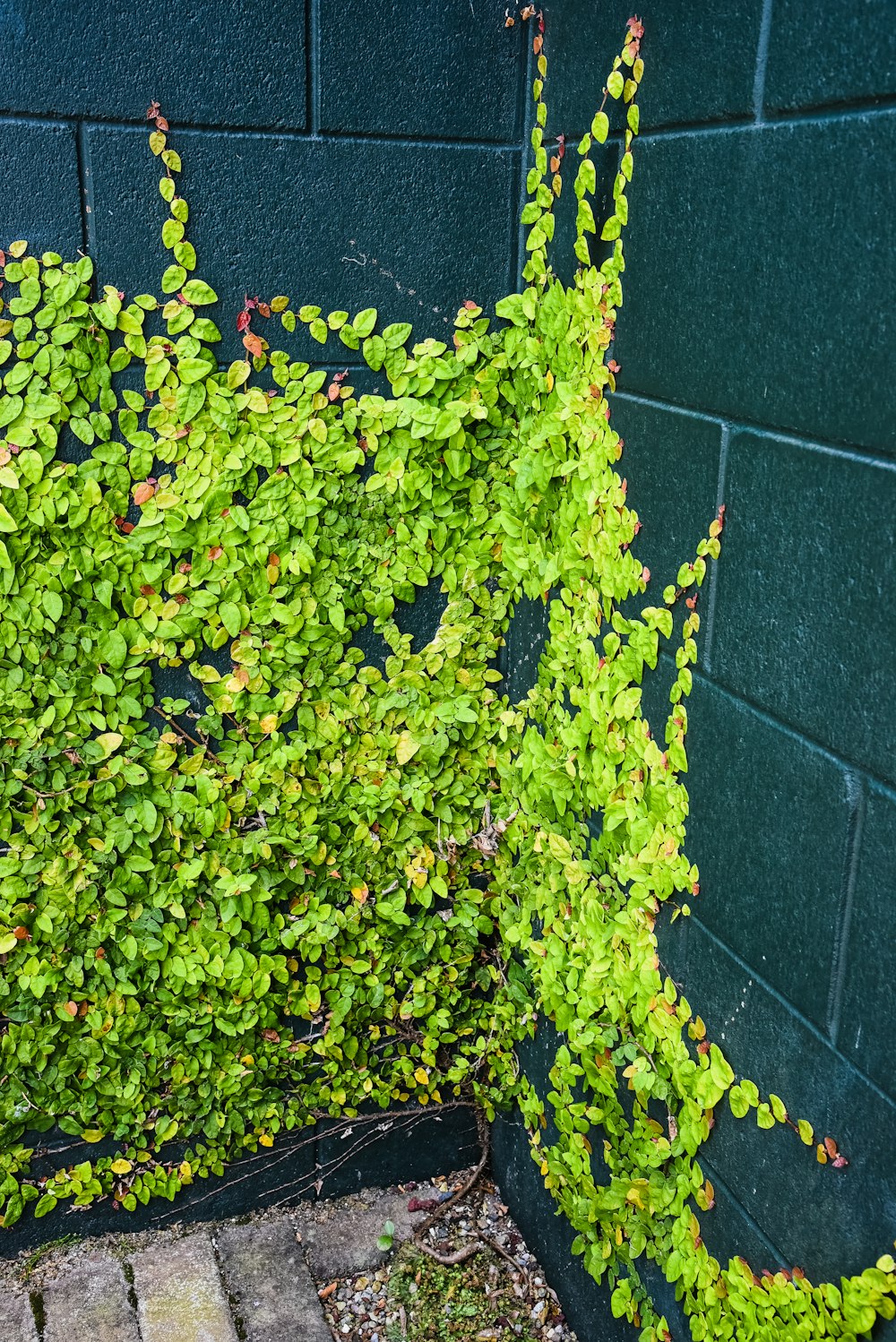 green and yellow plant on black concrete wall