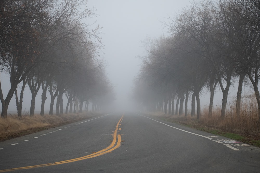 a foggy road lined with trees on both sides