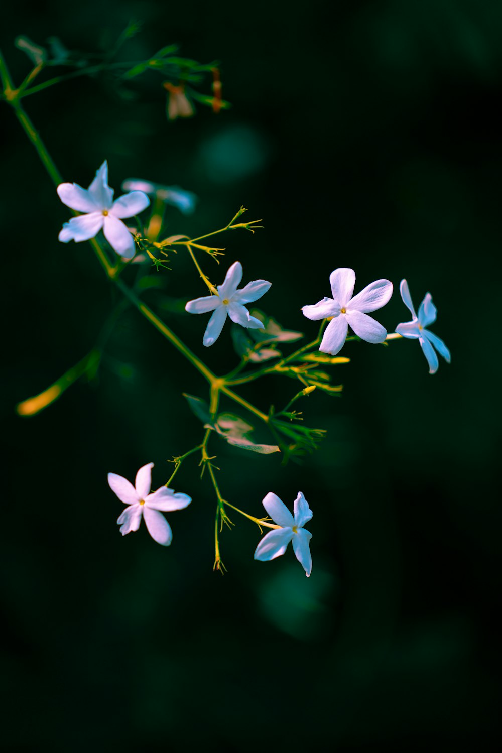 purple and white flowers in tilt shift lens