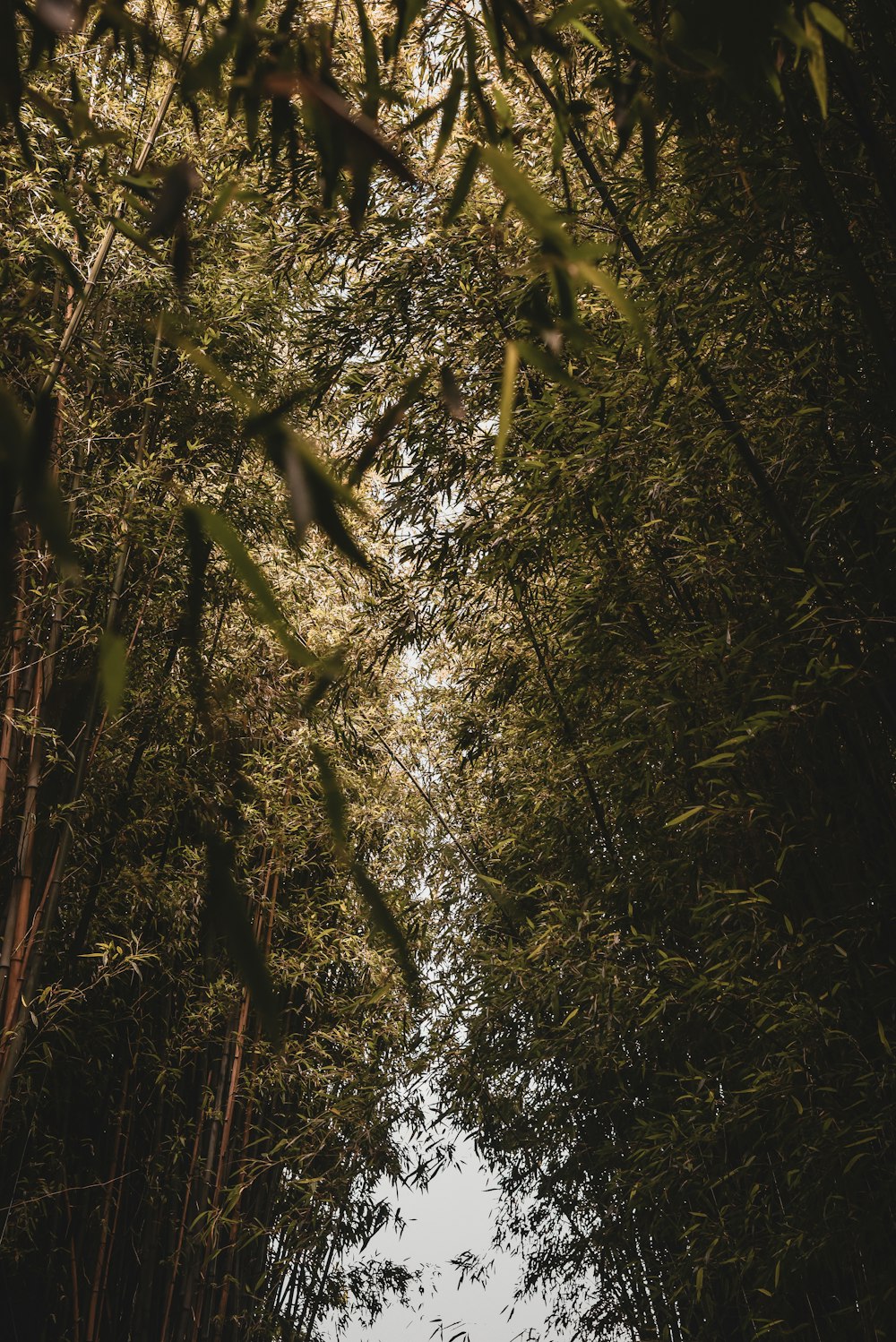 green and brown trees during daytime