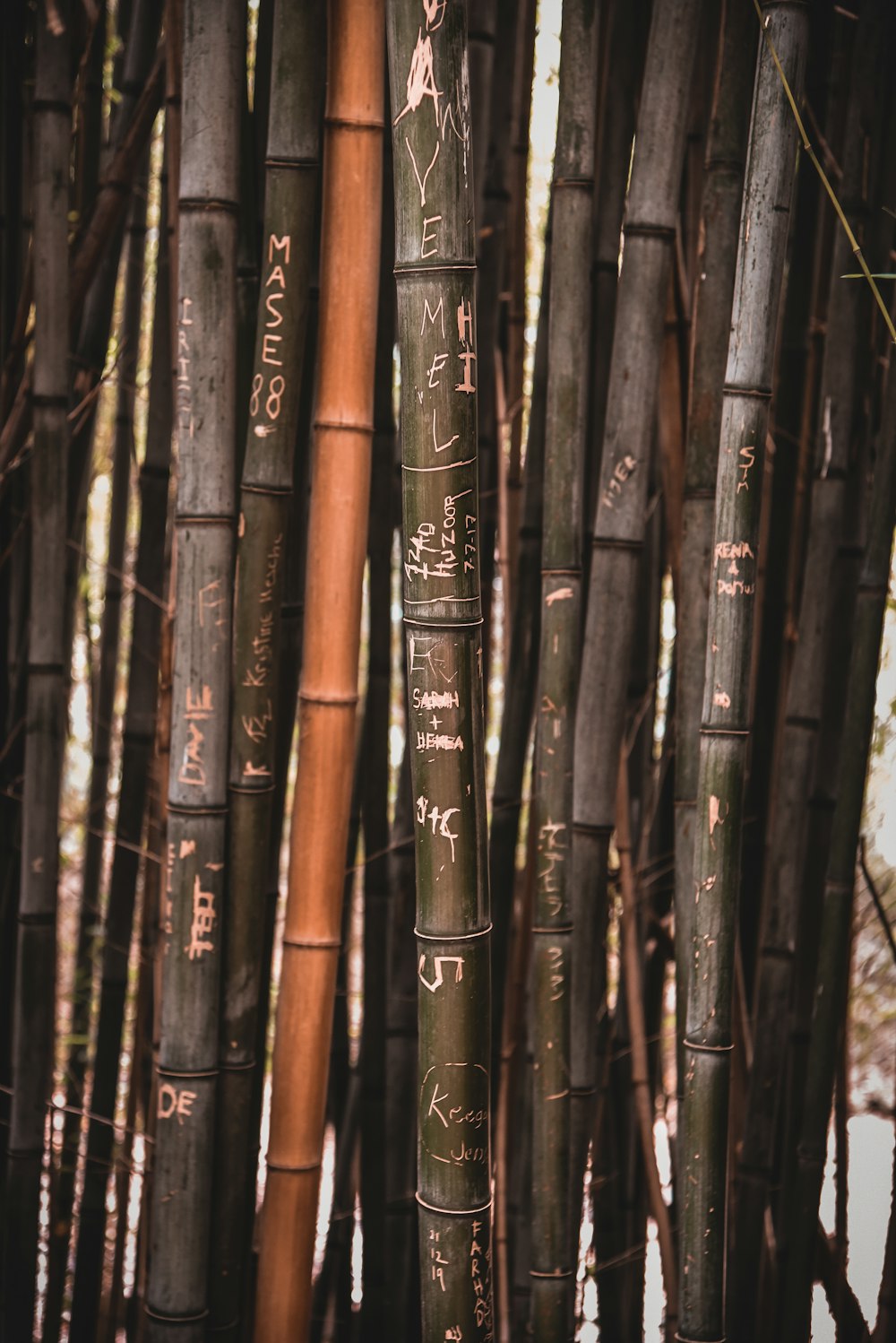brown bamboo sticks on brown wooden stick
