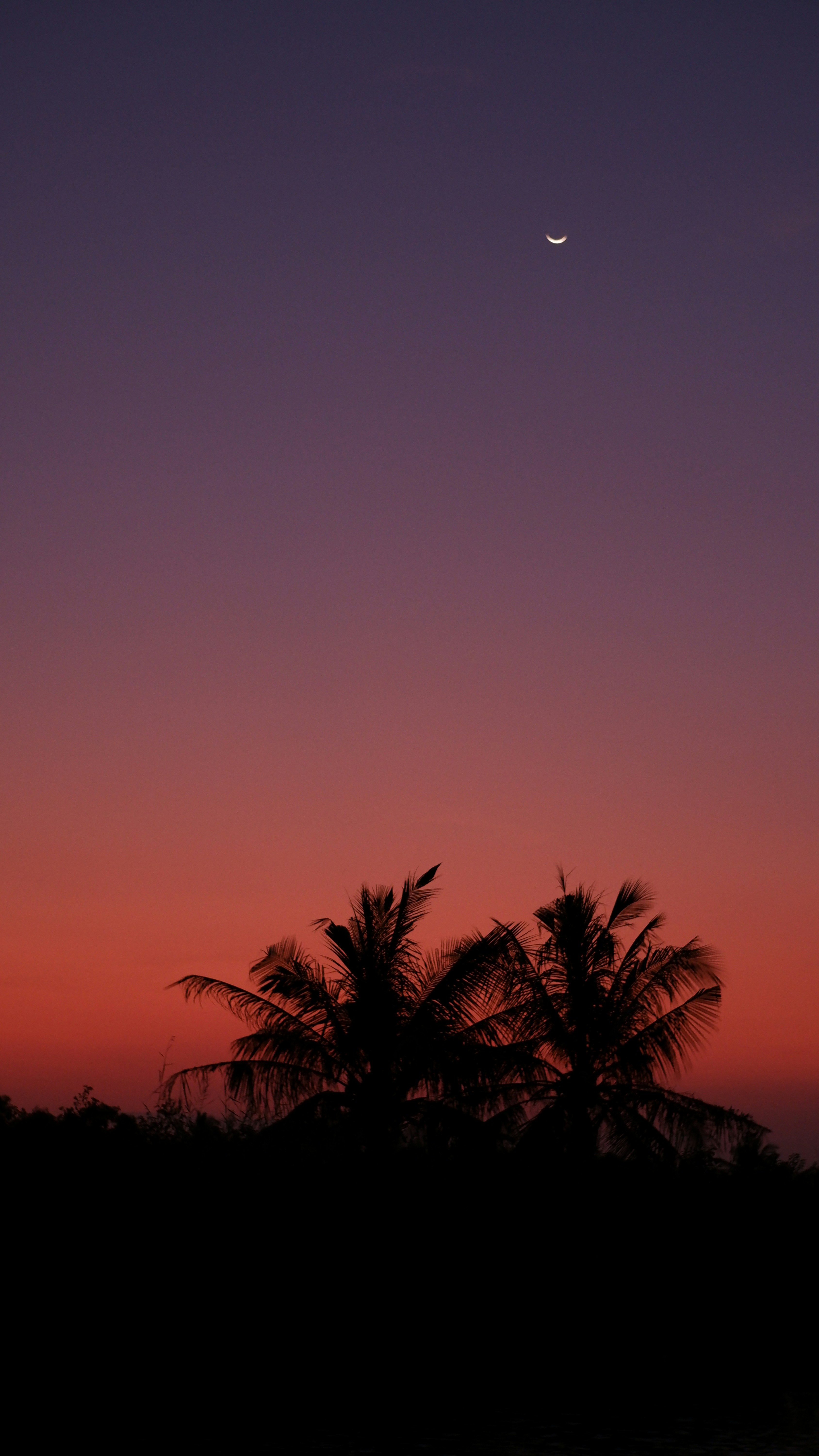 オレンジ色の空の下のヤシの木の写真 Unsplashで見つけるグレーの無料写真