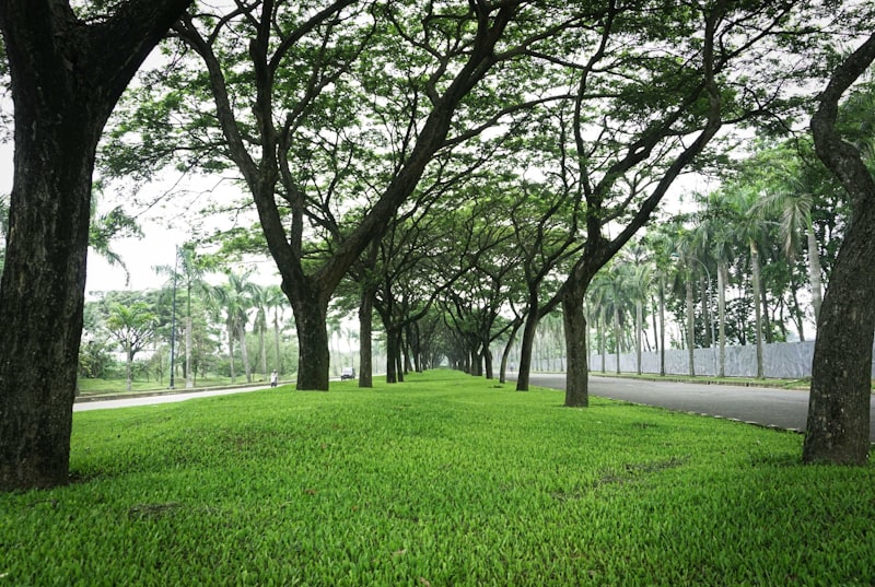 hutan kota jakarta hijau asri dengan pepohonan rindang