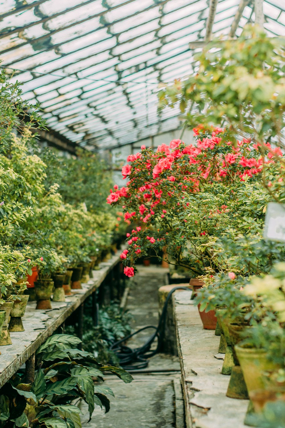 red flowers in green plants