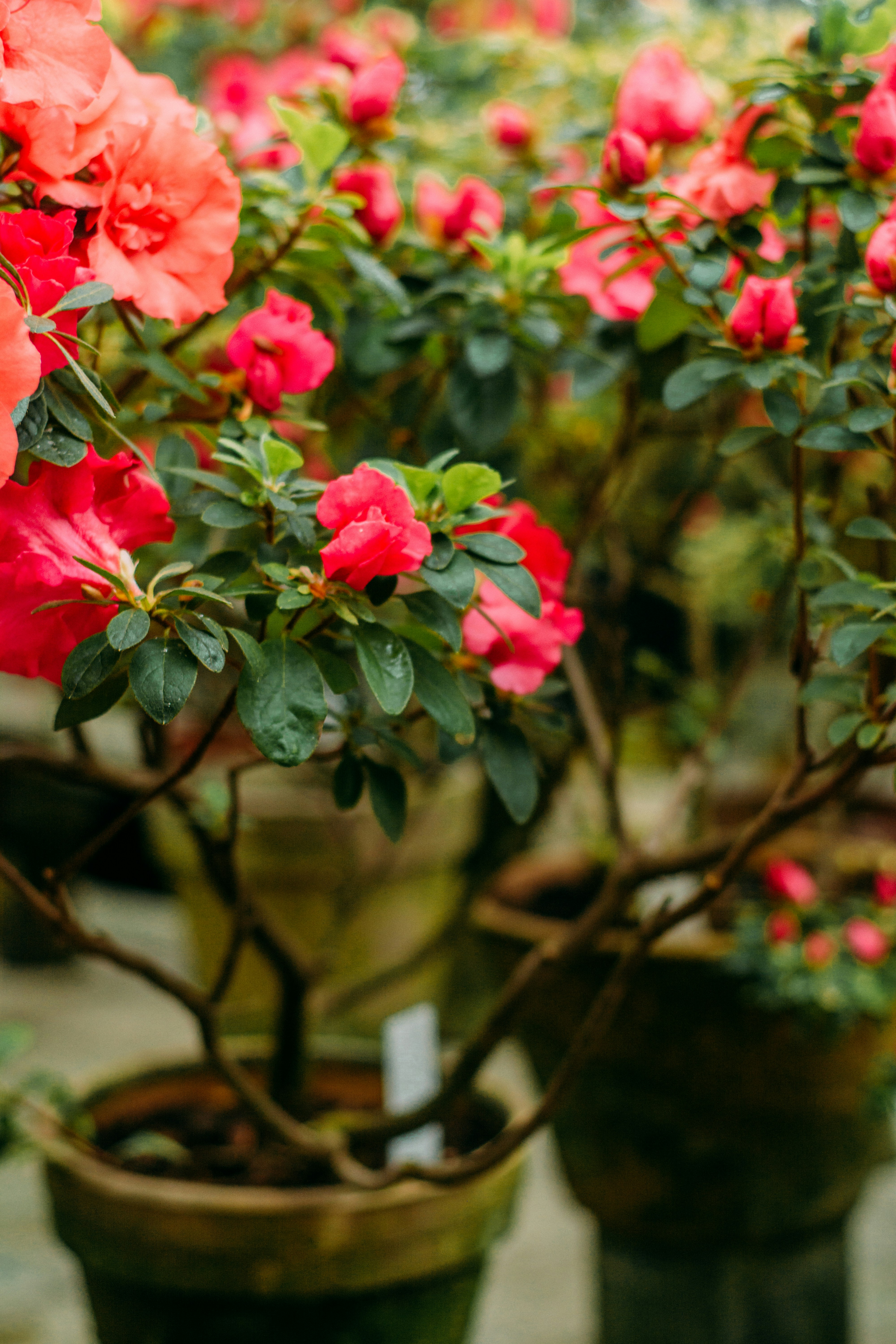 Photo by eugenivy_now