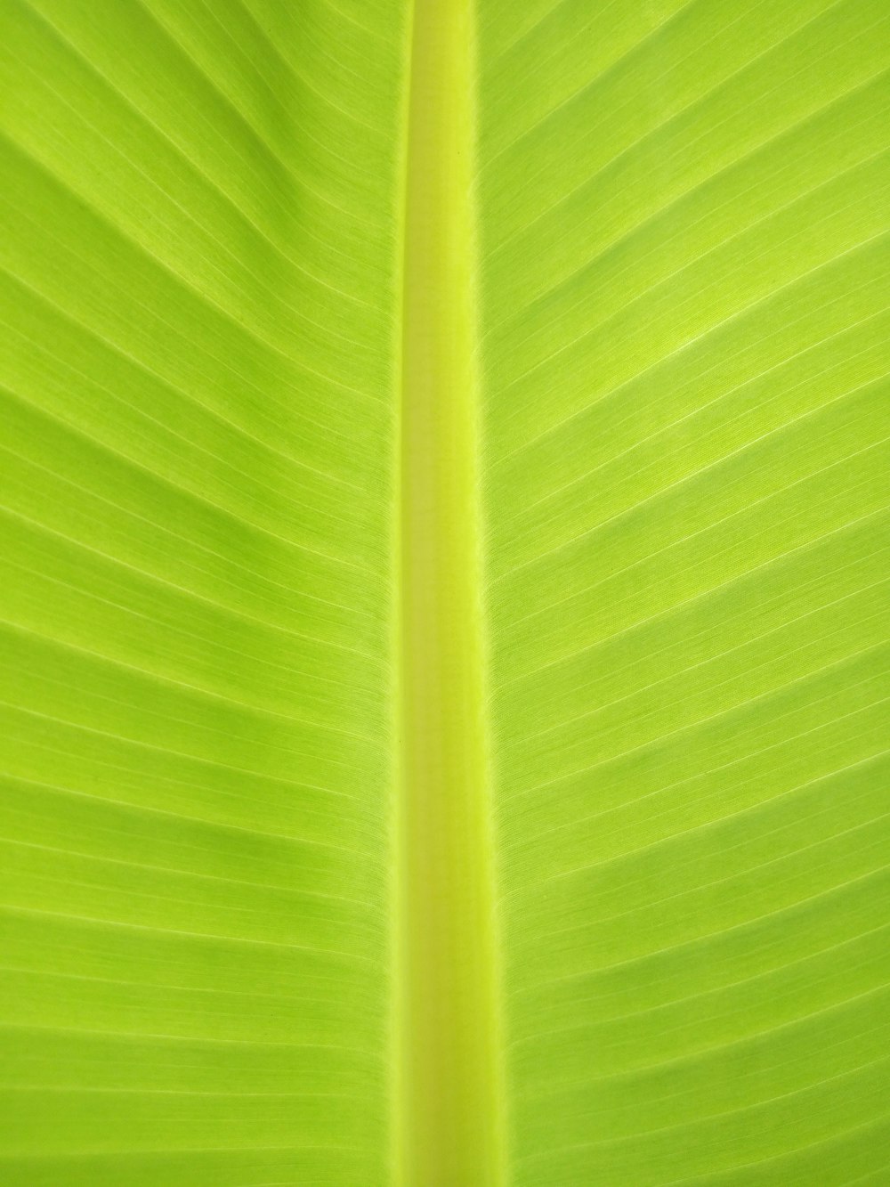 têxtil verde na fotografia de perto