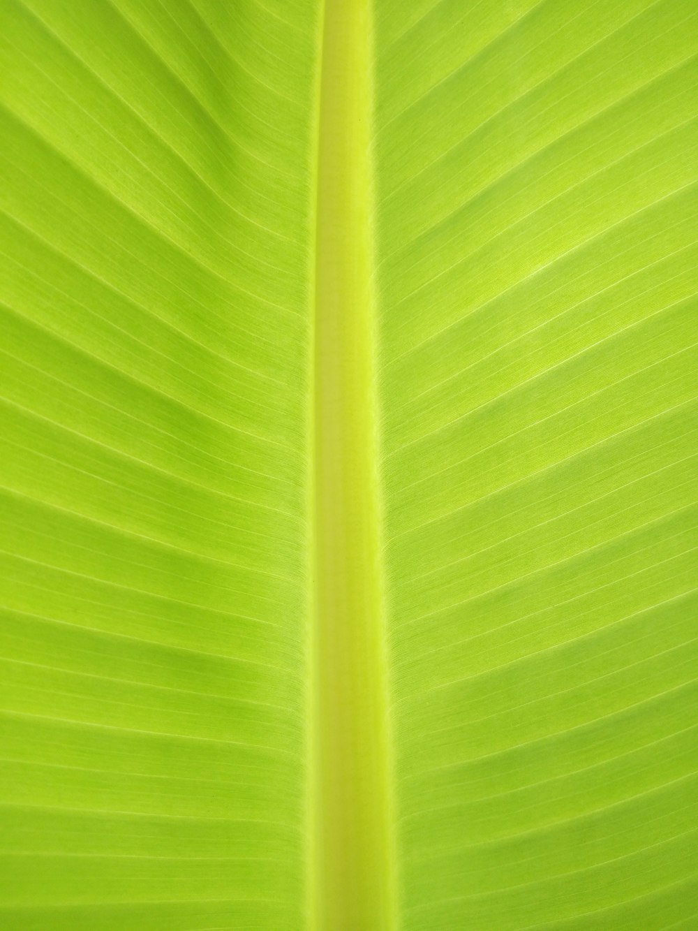 green textile in close up photography