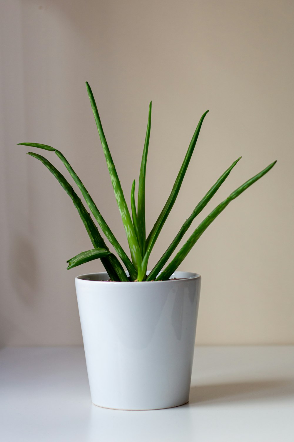 plante verte sur pot en céramique blanche