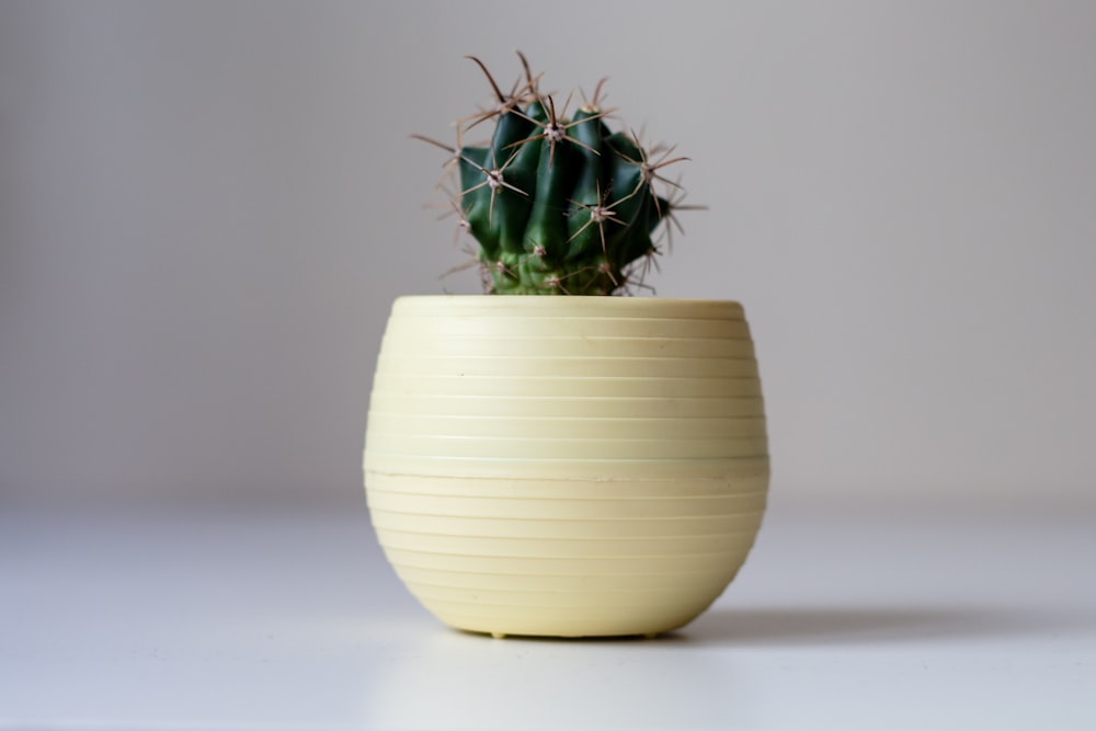 白い陶磁器の鍋の緑の植物