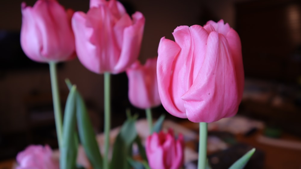 pink tulips in bloom during daytime