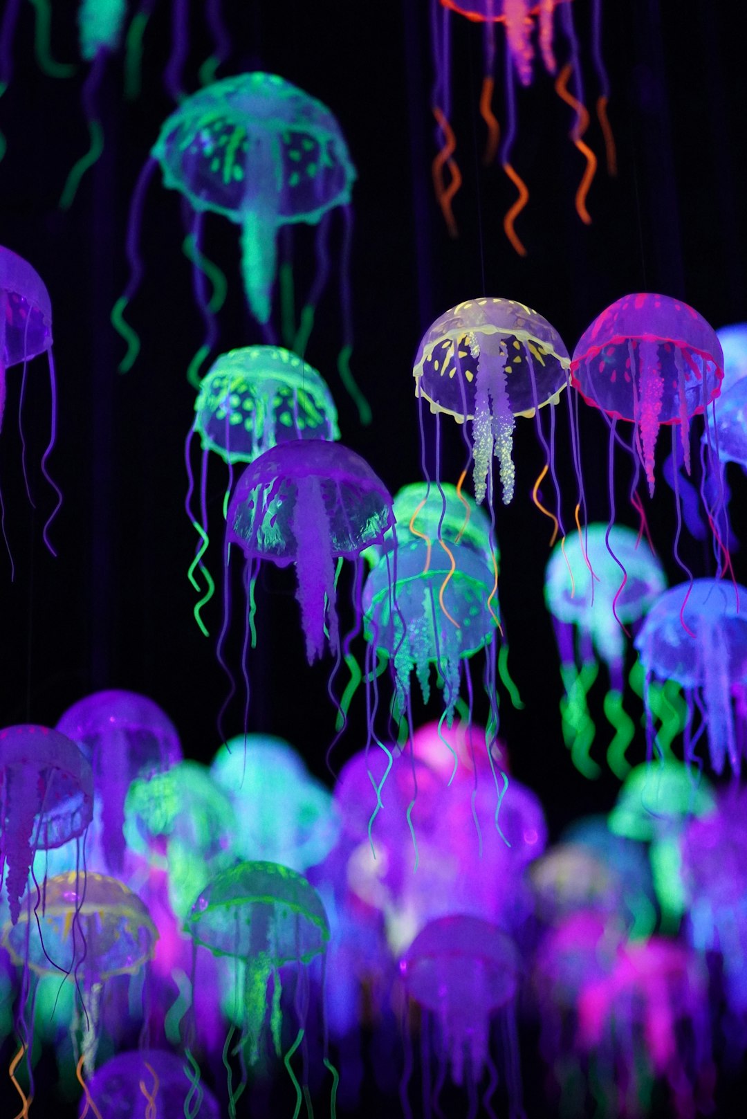 jellyfish