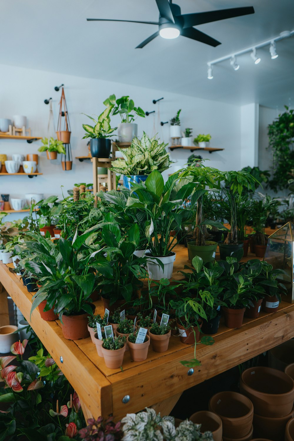 茶色の木製のテーブルに緑の植物