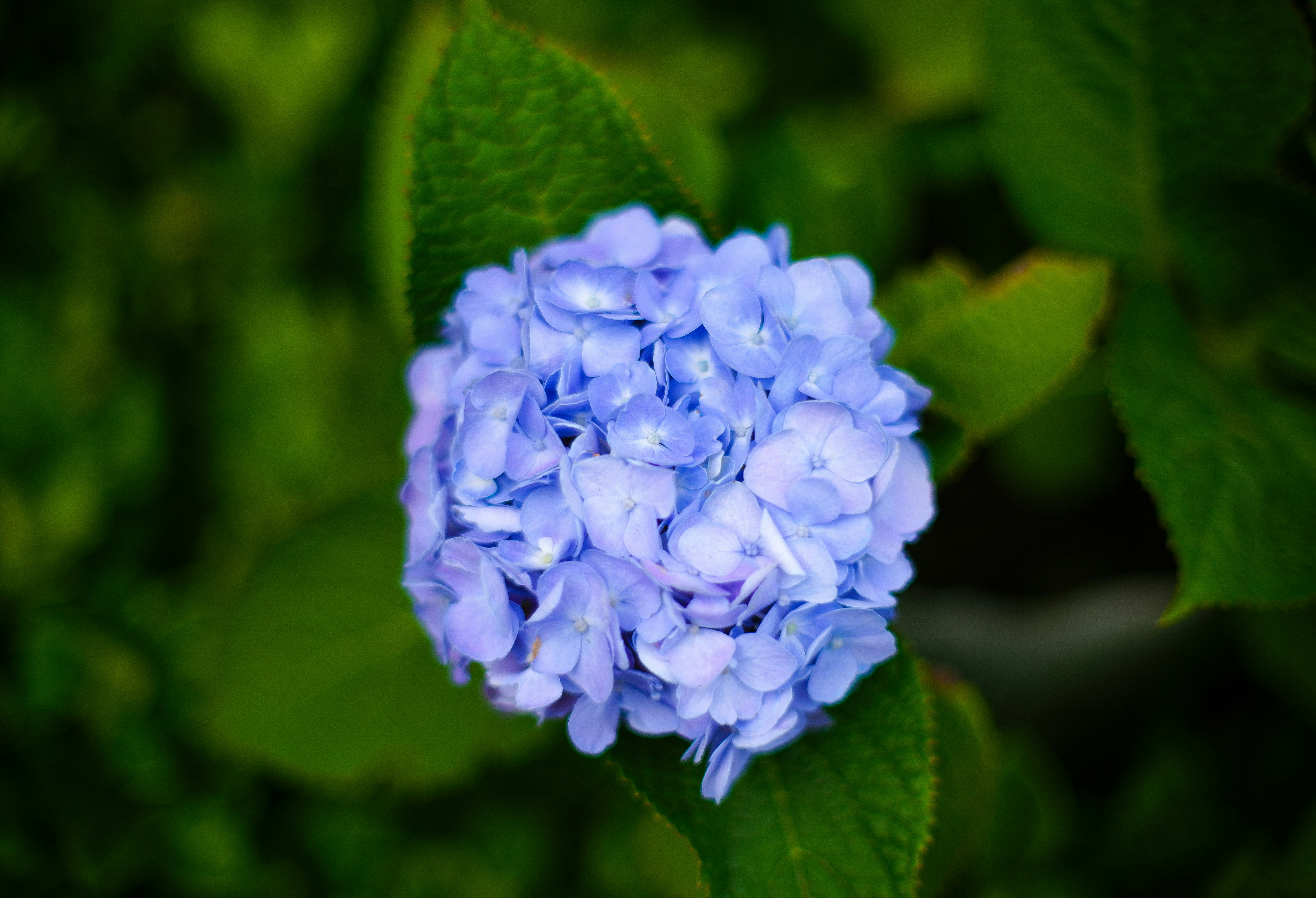 Photo by petermuegypha