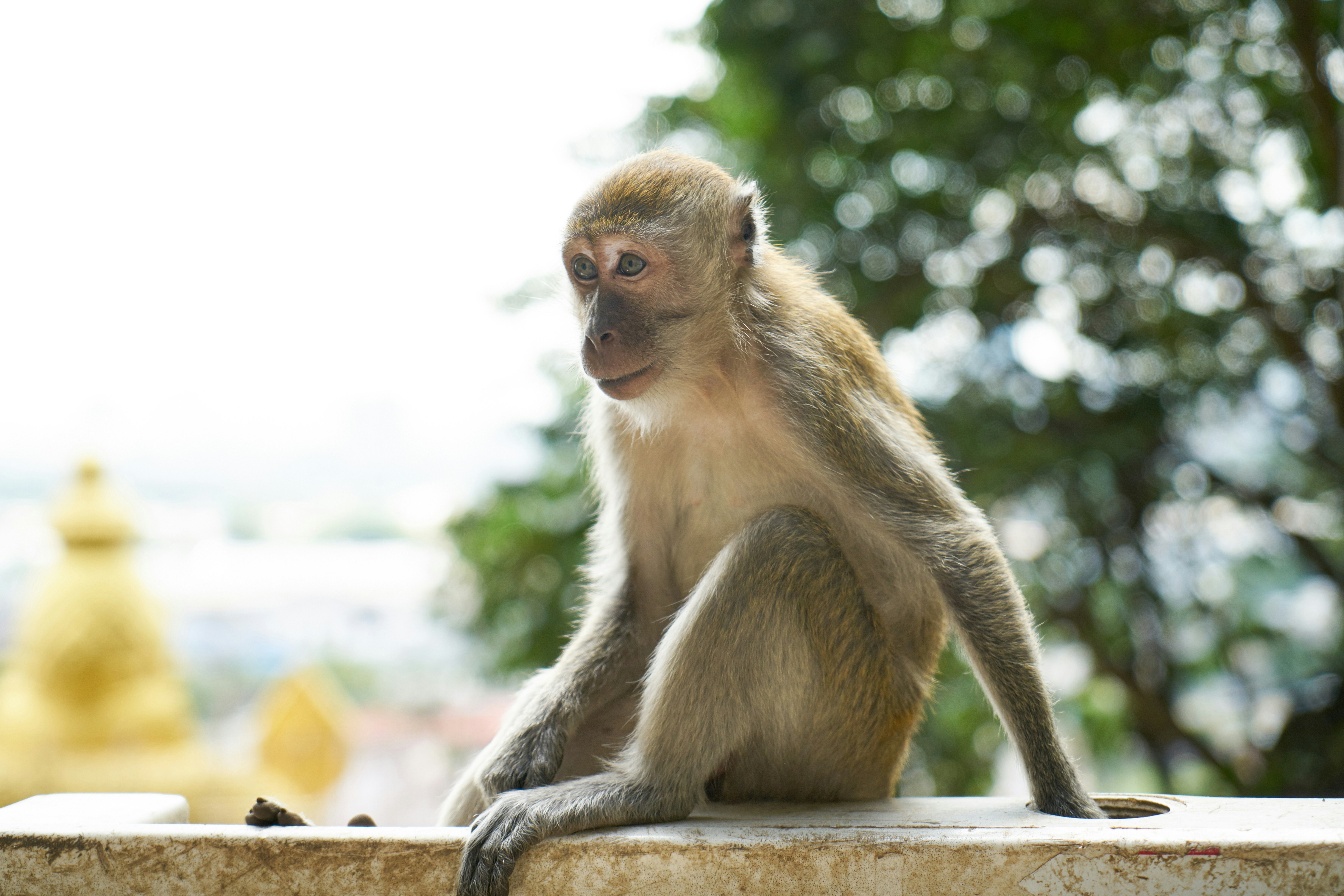 brown monkey sitting on brown wooden fence during daytime