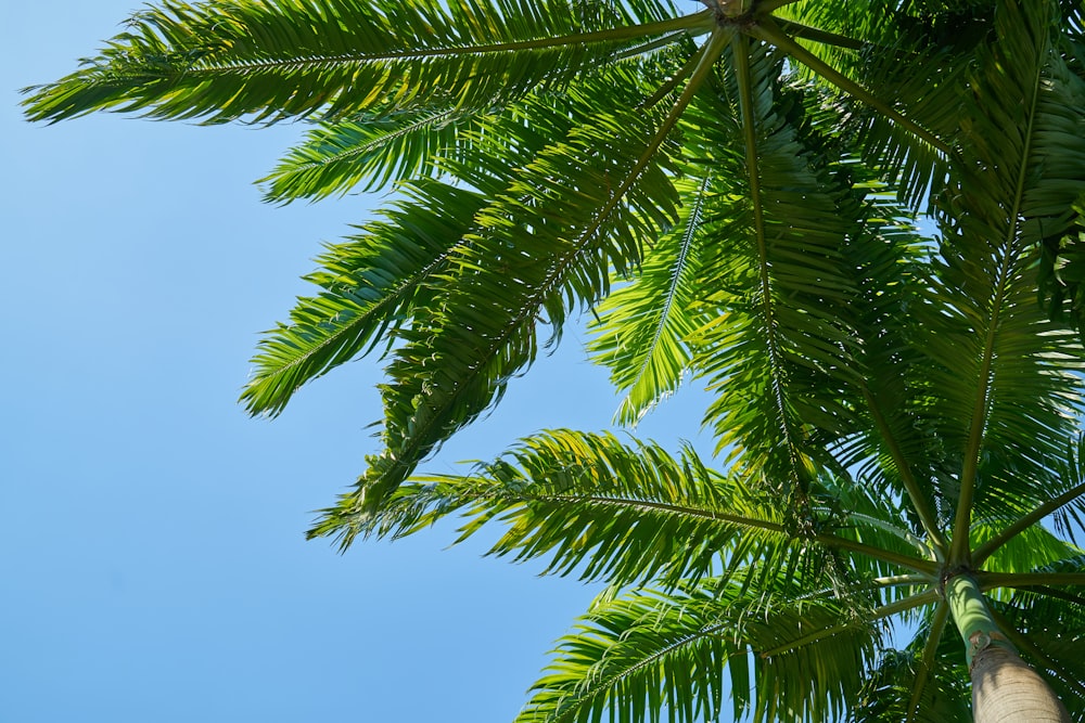 green palm tree under blue sky during daytime