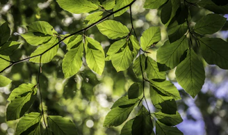 Sunlight filtering through green leaves of Baccharis dracunculifolia plants, the source of the green propolis resin.
