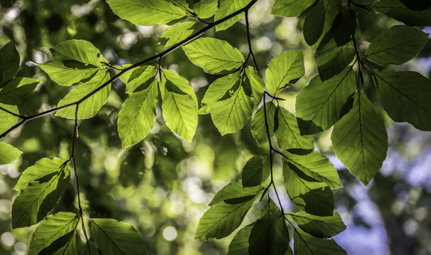 Sunlight filtering through green leaves of Baccharis dracunculifolia plants, the source of the green propolis resin.