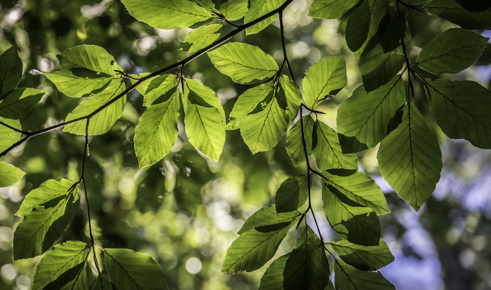 green leaves in tilt shift lens