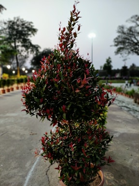 A well-trimmed shrub with dense, dark green foliage and vibrant red leaves stands in a large pot. It is situated on a paved pathway, with a line of similar potted plants extending into the distance. The scene is set during twilight or early evening, with streetlights scattered throughout the background amidst blurred silhouettes of trees.