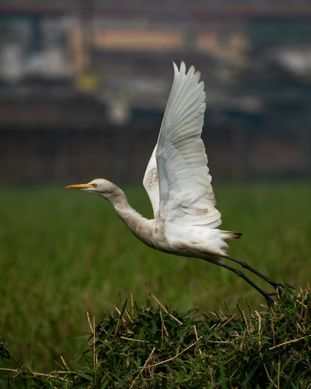 white bird flying over green grass during daytime