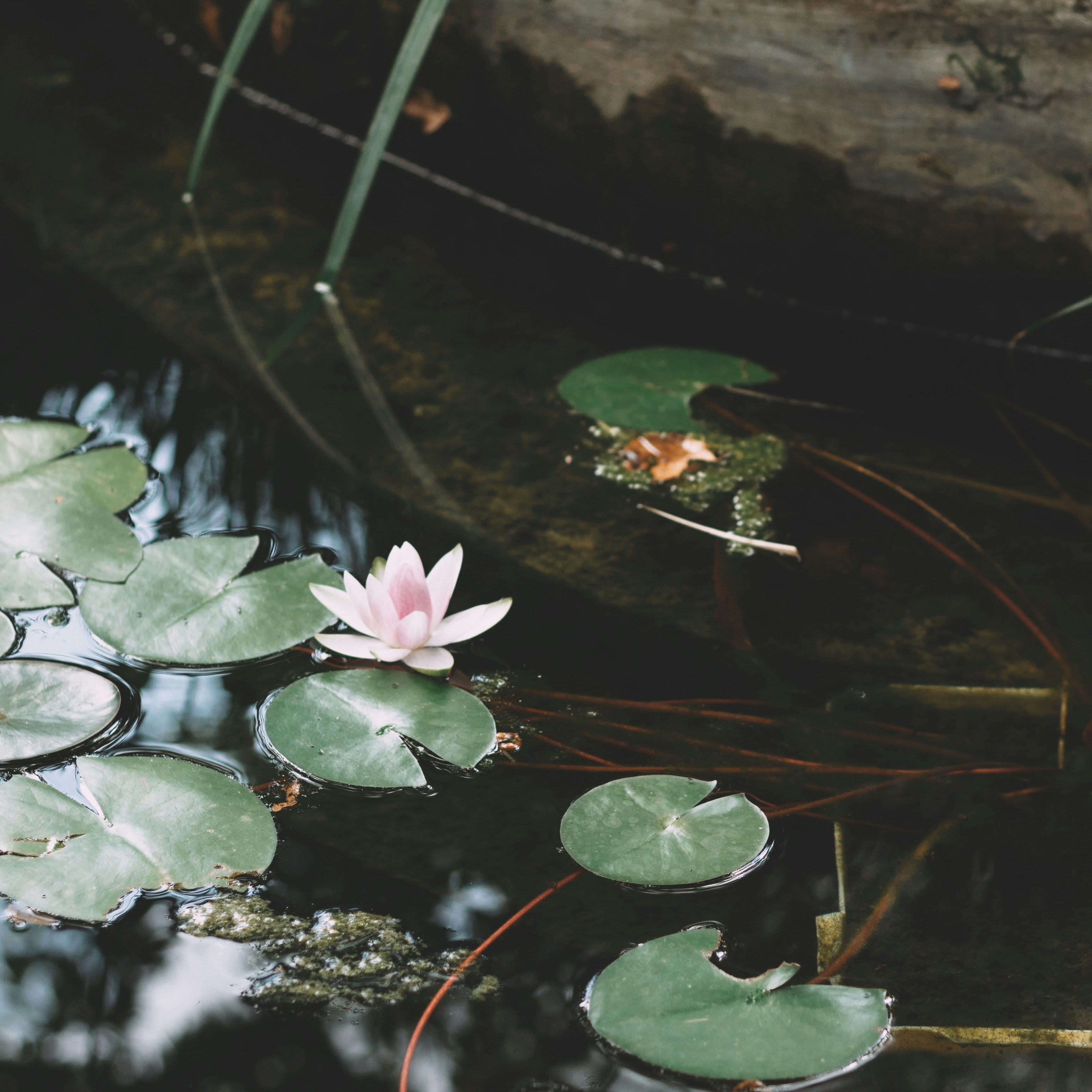 pink lotus flower on water