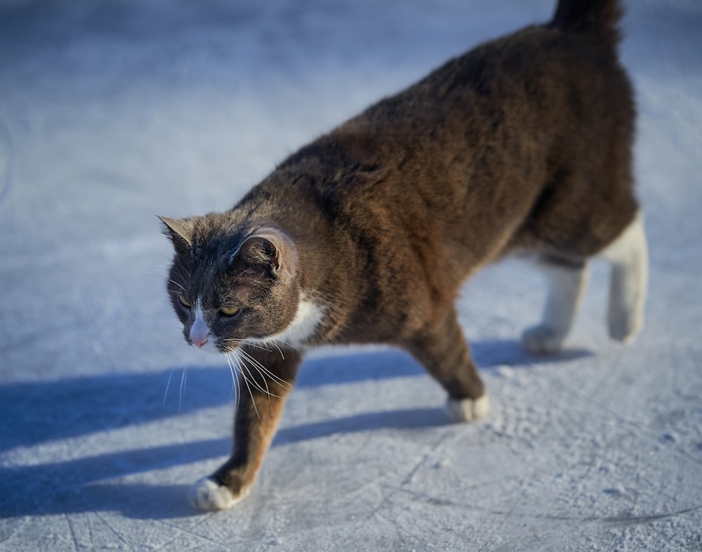 brown and white cat on snow covered ground
