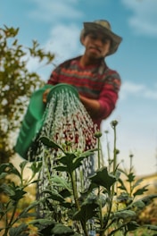 man in red sweater watering dandelion greens at a community garden