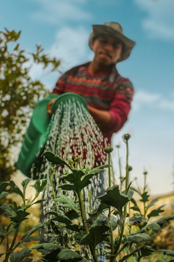 man in red sweater watering dandelion greens at a community garden