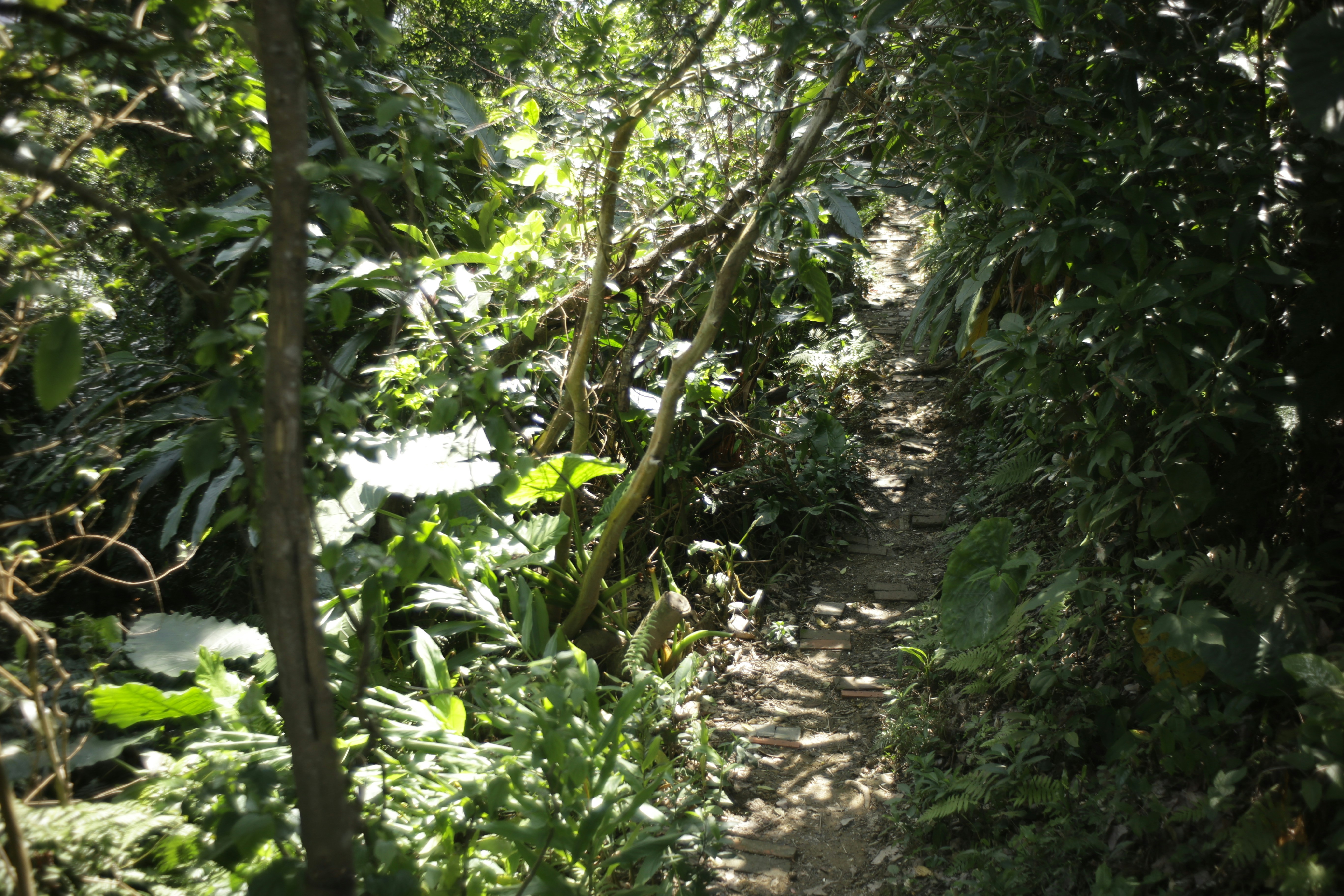 green leaf plants on brown soil