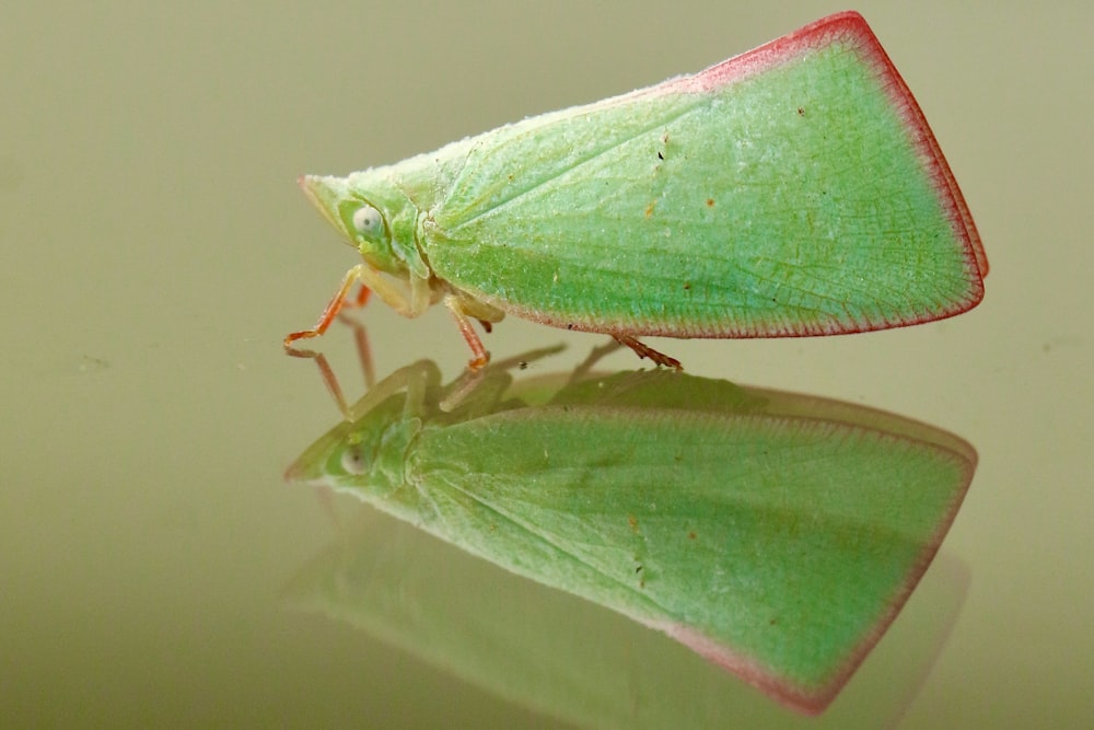 Grüner Grashüpfer auf grünem Blatt