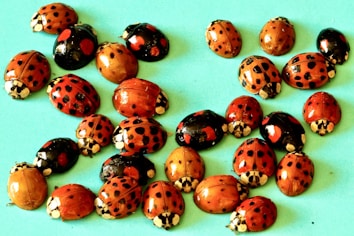 A group of ladybugs with varied color patterns including red and black, and some with orange and black spots, are spread across a light turquoise surface. Each ladybug displays unique spot formations, creating a vibrant and diverse visual contrast with the background.