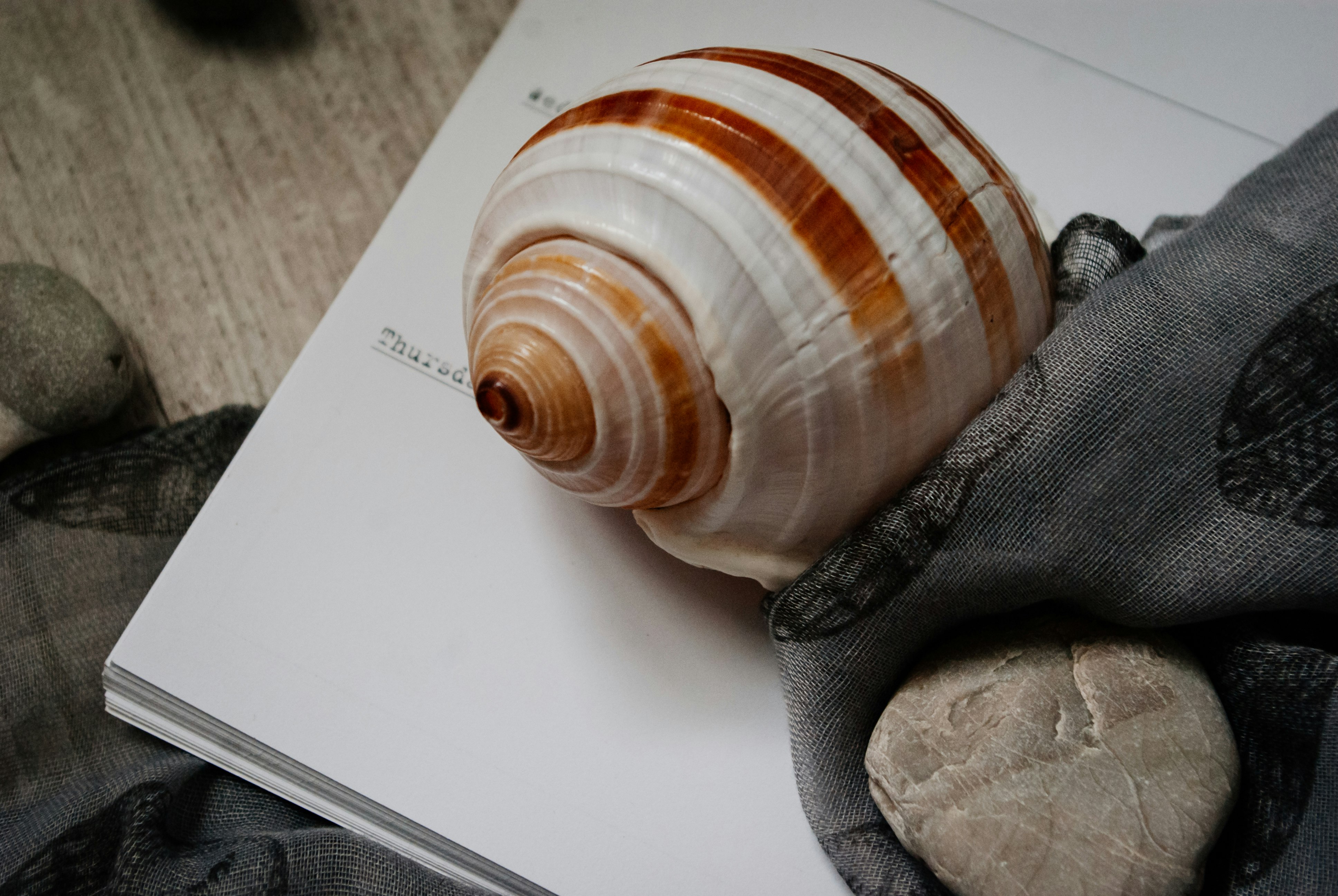 brown and white snail shell on white paper