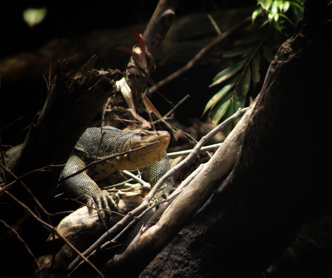 gray and black lizard on brown tree branch