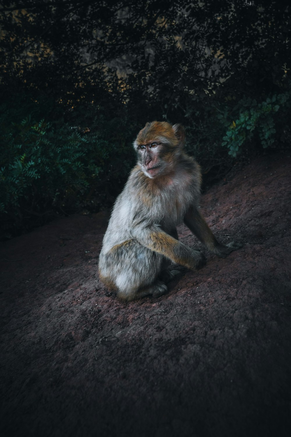 brown monkey sitting on ground