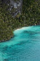 green trees beside body of water during daytime