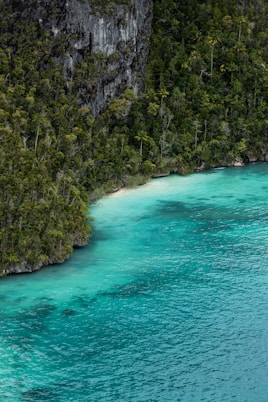 green trees beside body of water during daytime