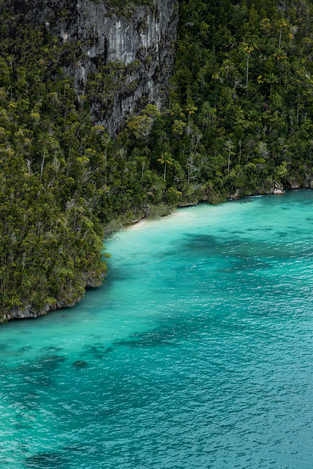 árvores verdes ao lado do corpo de água durante o dia