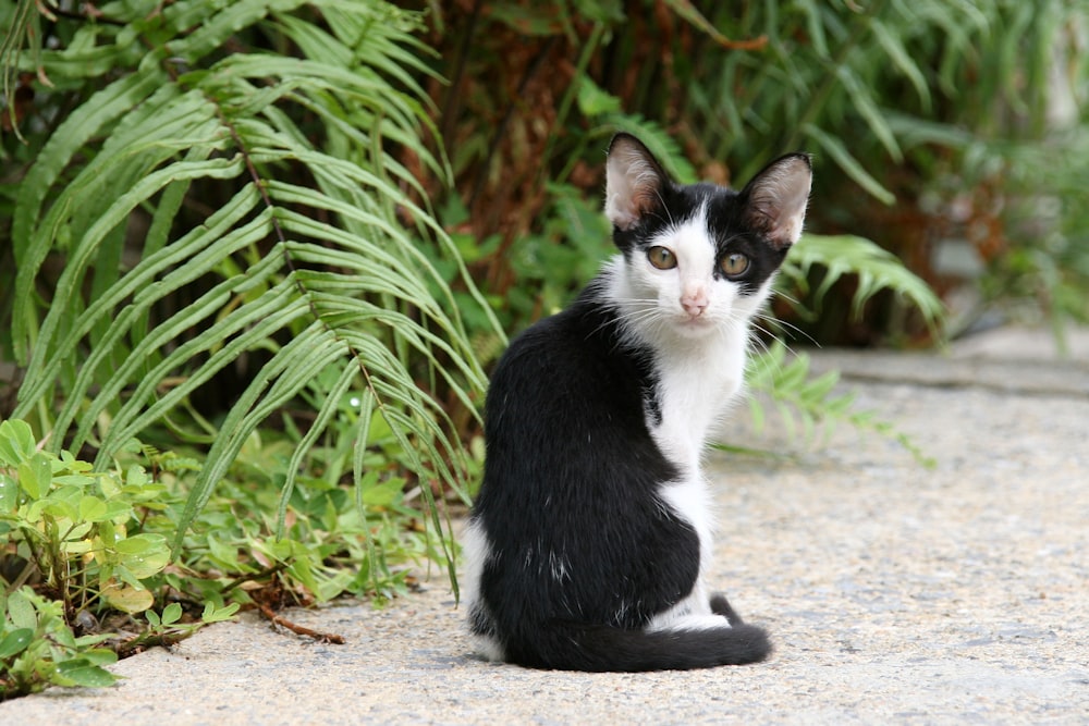 tuxedo cat on brown dirt