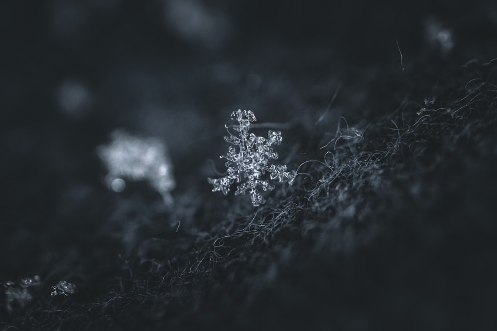 white flowers in black background