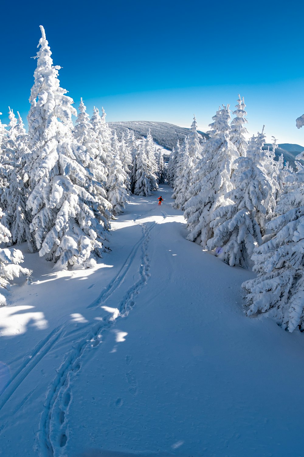 snow covered trees and mountains during daytime