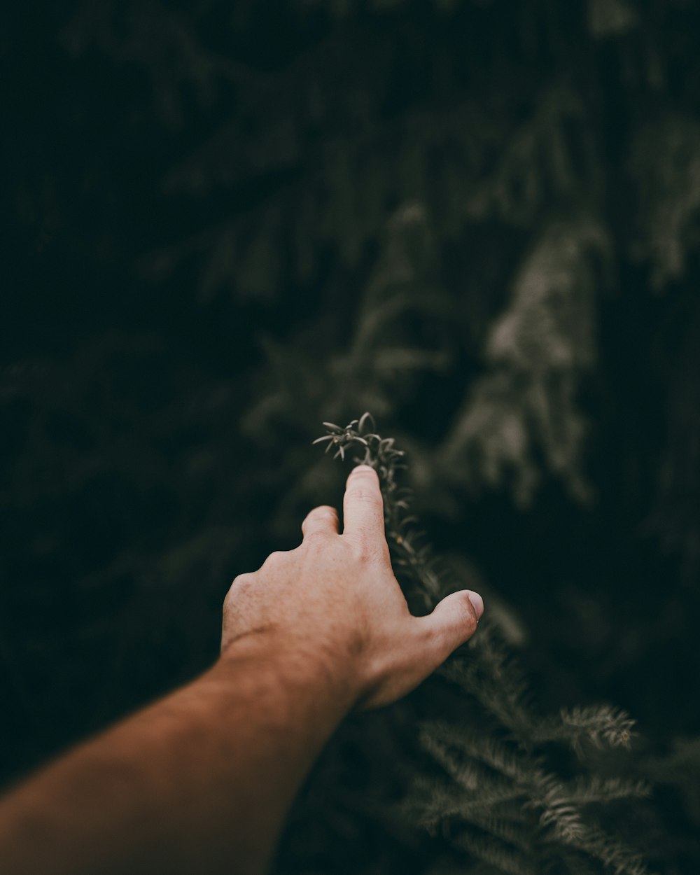 person holding black and white butterfly