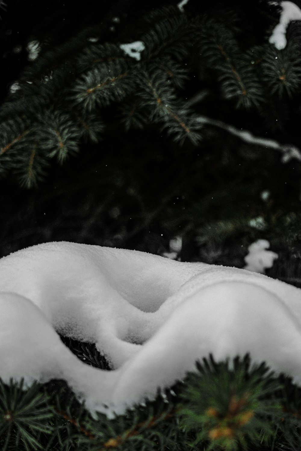 snow covered green pine tree