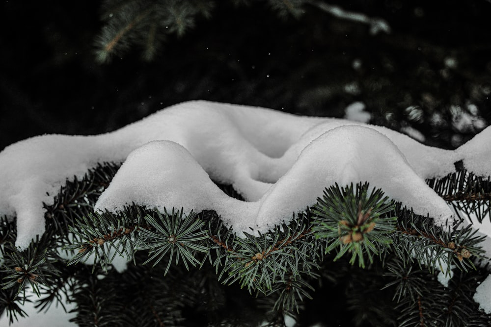 snow covered green pine tree