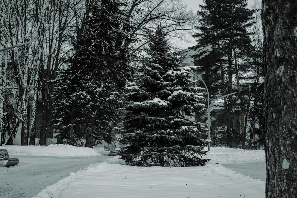 snow covered trees during daytime